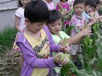 高雄楠梓區童心園幼兒園～戶外教學採玉米！《楠梓區，雙語幼兒園，幼稚園，幼兒園，托兒所》